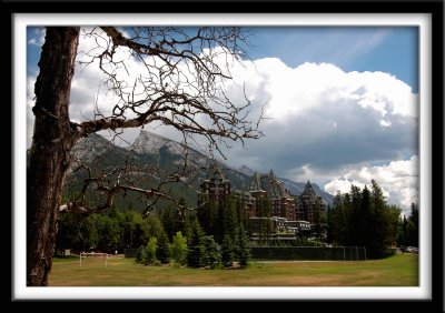 Banff Springswith Guard Tree