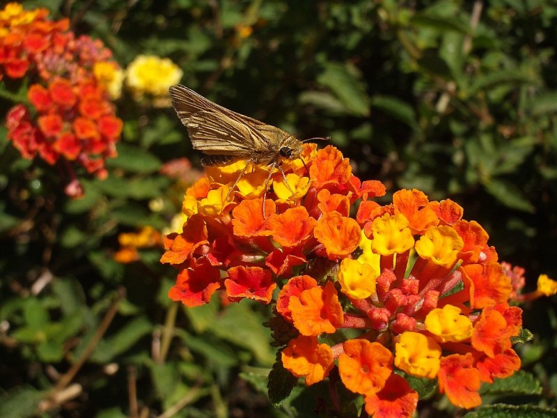 Skipper on Verbena