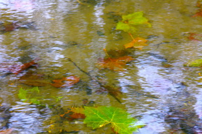 Water Colored Leaves