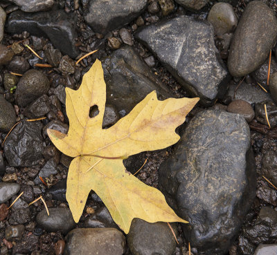 Autumn Leaf