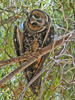 Long-eared Owl