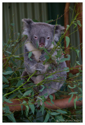 SilverShadow Australia IMG_2963 Sydney Wildlife Park 20130130