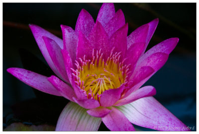 SilverShadow Australia IMG_3038 Sydney Botanic Gardens 20130131