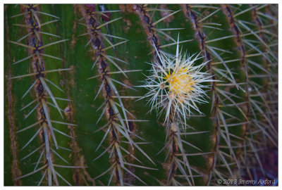 SilverShadow Australia IMG_3024 Sydney Botanic Gardens 20130131