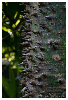 SilverShadow Australia IMG_3238 Cairns Botanic Gardens 20130205