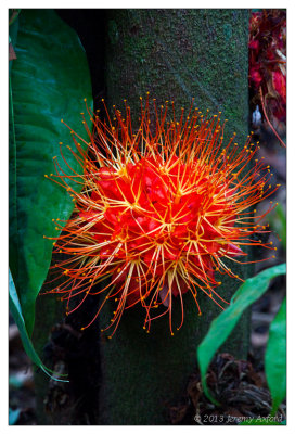 SilverShadow Australia IMG_3234 Cairns Botanic Gardens 20130205