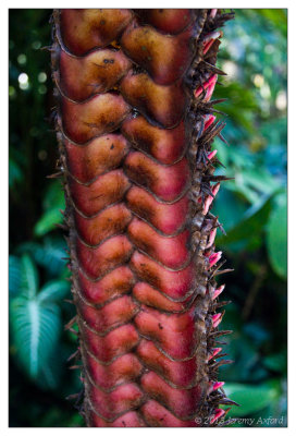 SilverShadow Australia IMG_3208 Cairns Botanic Gardens 20130205