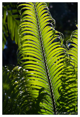SilverShadow Australia IMG_3204 Cairns Botanic Gardens 20130205
