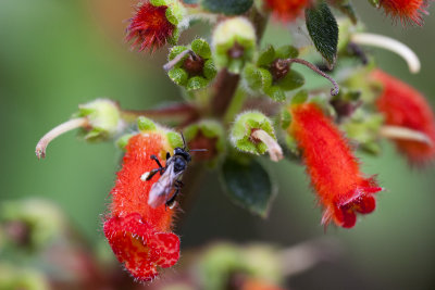 Insects and flowers.