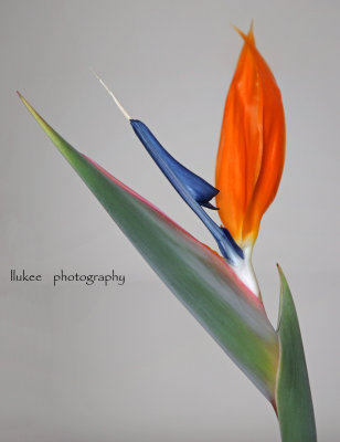 bird of paradise.jpg