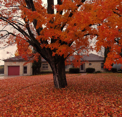 Michigan Leaves