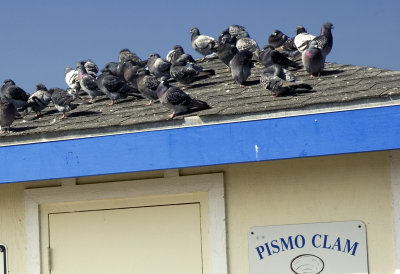 Pismo CA - Pigeons on the Roof
