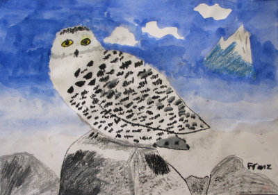 snow owl, Franz, age:8