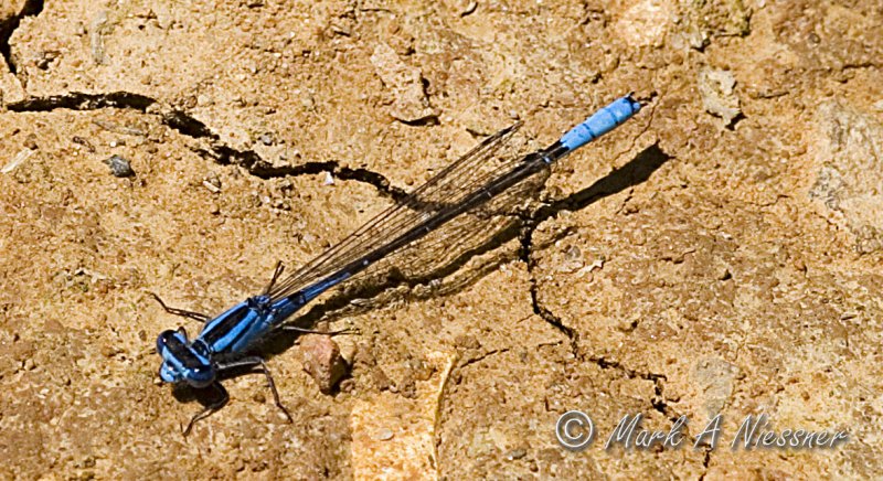 Azure Bluet - Male (2).jpg