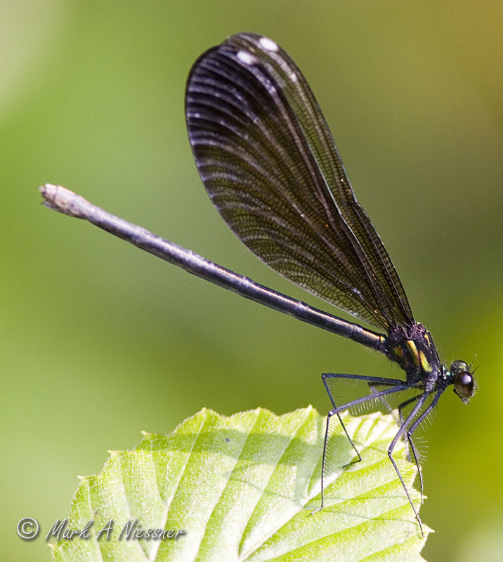 Ebony Jewelwing - Female.jpg
