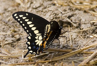 Black Swallowtail (1).jpg
