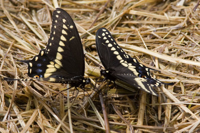 Black Swallowtail (14).jpg