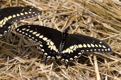 Black Swallowtail (15).jpg