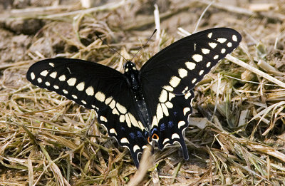 Black Swallowtail (3).jpg