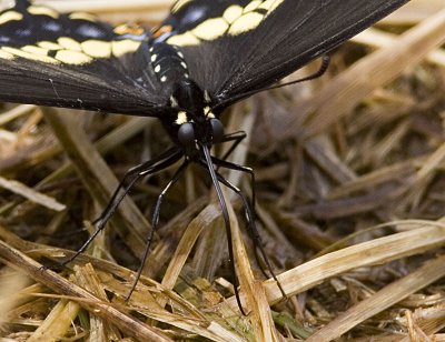 Black Swallowtail (4).jpg