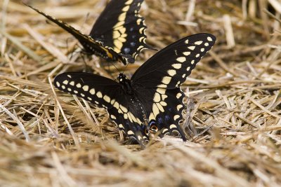 Black Swallowtail (7).jpg
