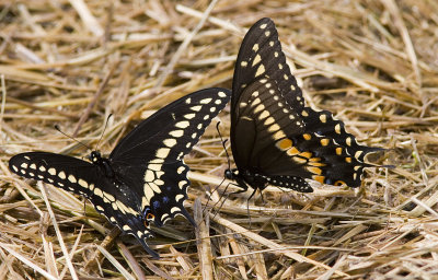 Black Swallowtail (9).jpg