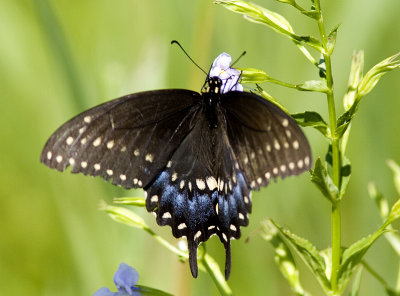 Black Swallowtail - Female.jpg