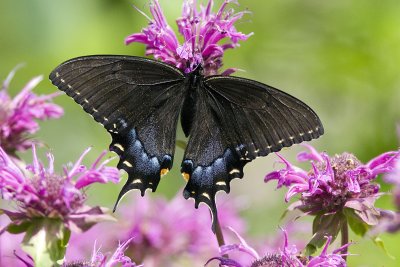 Eastern Tiger Swallowtail - black form (1).jpg
