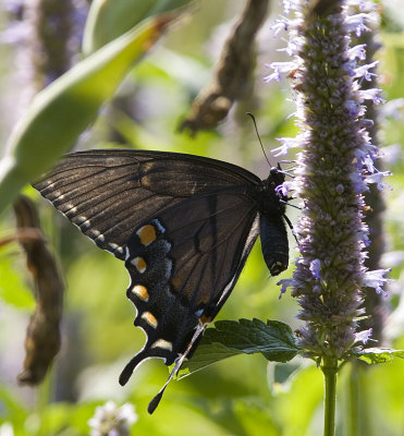 Eastern Tiger Swallowtail - black form (7).jpg
