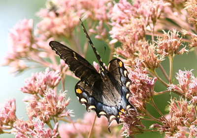 Eastern Tiger Swallowtail - black form (91).jpg