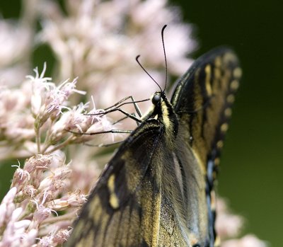 Eastern Tiger Swallowtail - intermidiate form (13).jpg