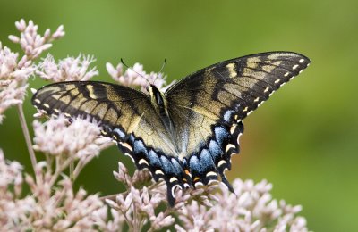 Eastern Tiger Swallowtail - intermidiate form (19).jpg