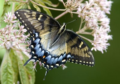 Lepidoptera - Butterflies and Moths