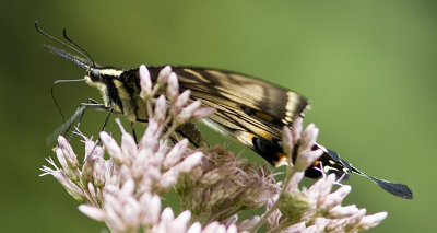 Eastern Tiger Swallowtail - intermidiate form (7).jpg