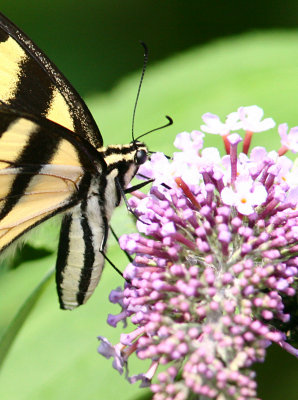 Eastern Tiger Swallowtail - yellow form (1).jpg