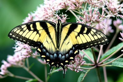 Eastern Tiger Swallowtail - yellow form (13).jpg