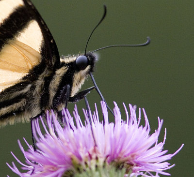 Eastern Tiger Swallowtail - yellow form (3).jpg