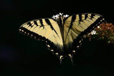 Eastern Tiger Swallowtail - yellow form (7).jpg