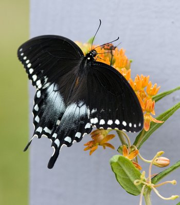 Spicebush-Swallowtail (21).jpg