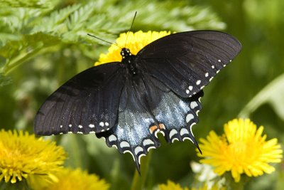 Spicebush-Swallowtail (4).jpg