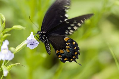 Spicebush-Swallowtail (7).jpg