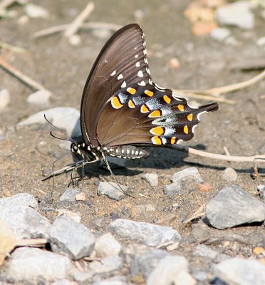 Spicebush-Swallowtail (8).jpg