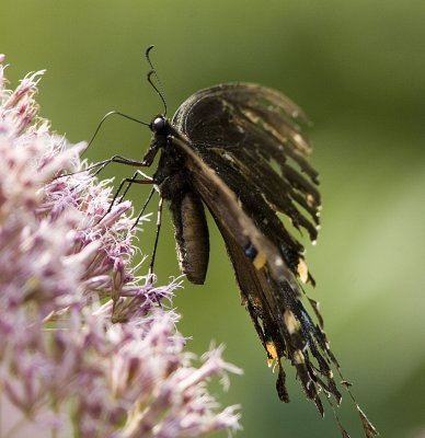 Worn out Eastern Tiger Swallowtail - black form (1).jpg