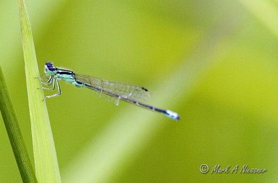 Eastern Forktail - maybe.jpg