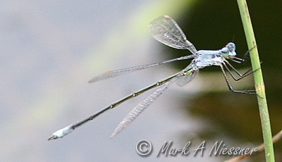 Amber-winged Spreadwing sideview.jpg