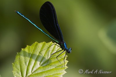 Ebony Jewelwing - Male.jpg