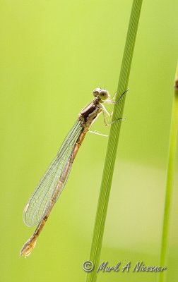 Female Spotted Spreadwing (Lestes congener )