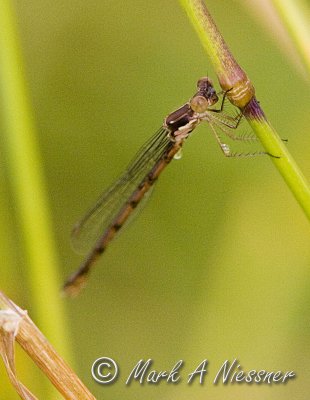 Female Spotted Spreadwing (Lestes congener )