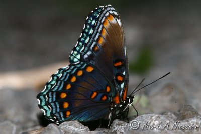 Red-spotted Purple (1).jpg