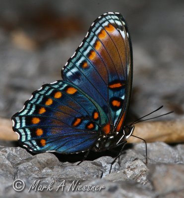 Red-spotted Purple (12).jpg